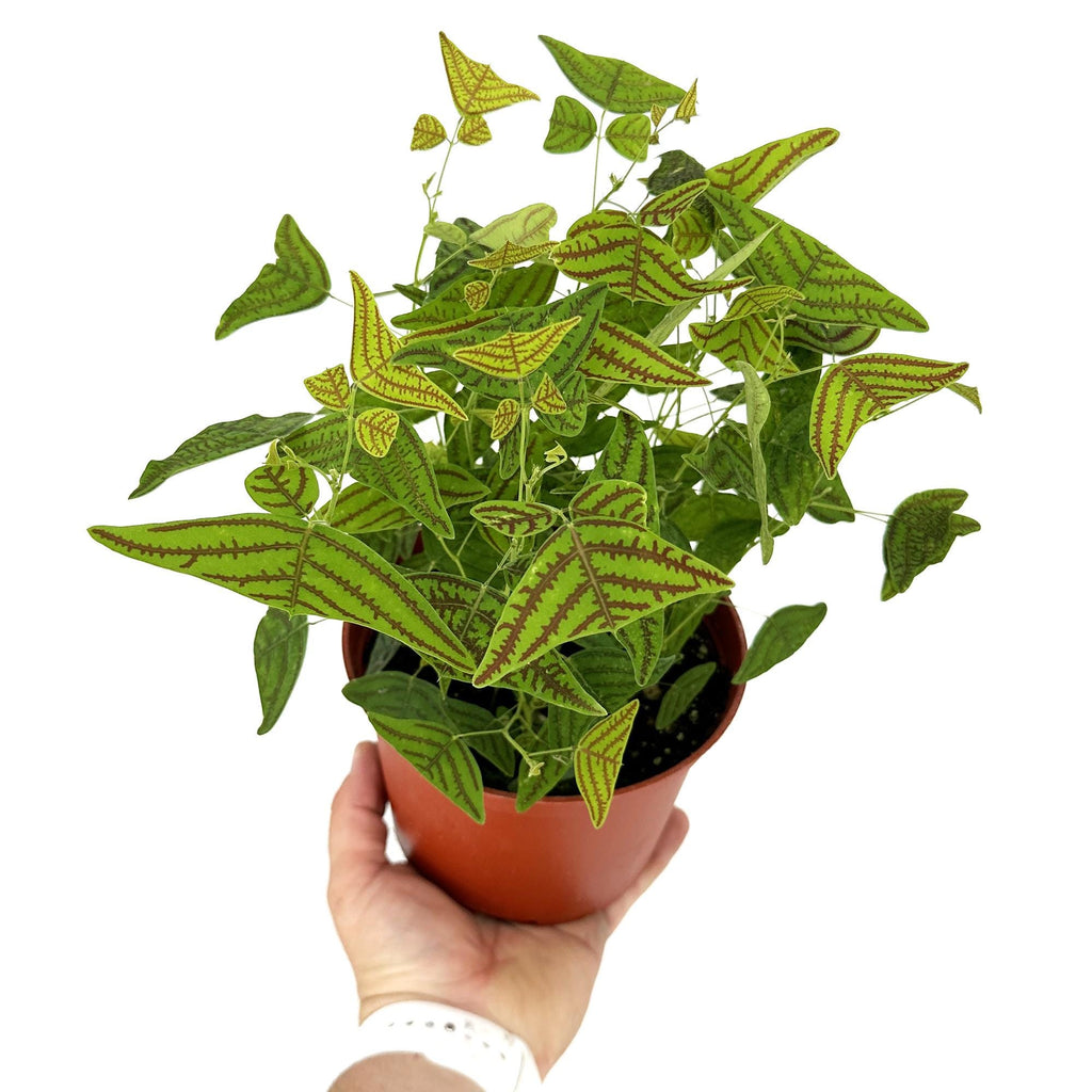 Christia obcordata 'Butterfly Plant'