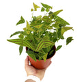 Christia obcordata 'Butterfly Plant'