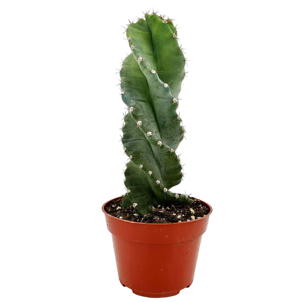 Cereus Forbesii 'Spiralis'