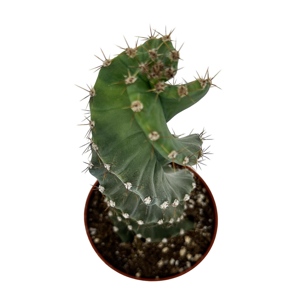 Cereus Forbesii 'Spiralis'