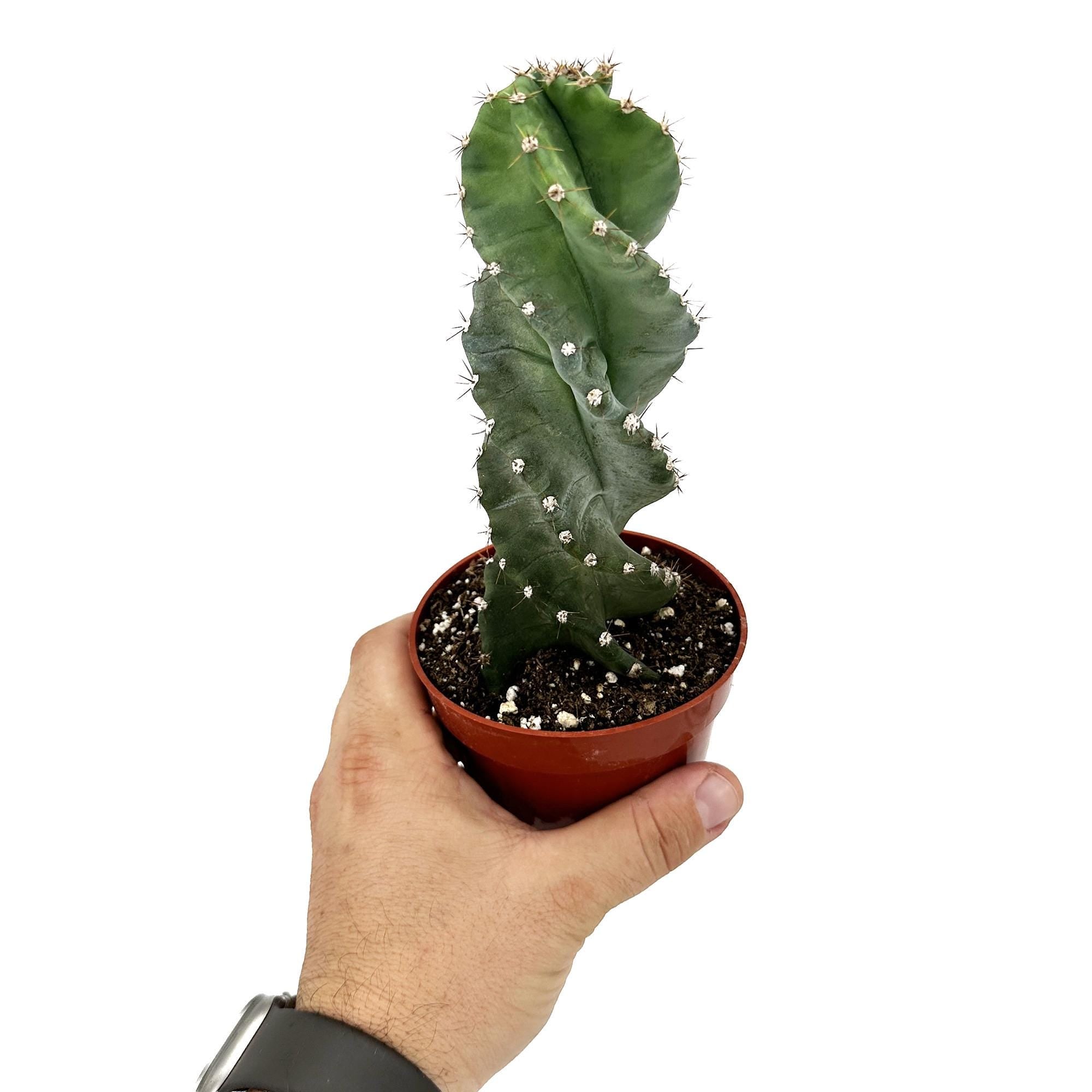 Cereus Forbesii 'Spiralis'