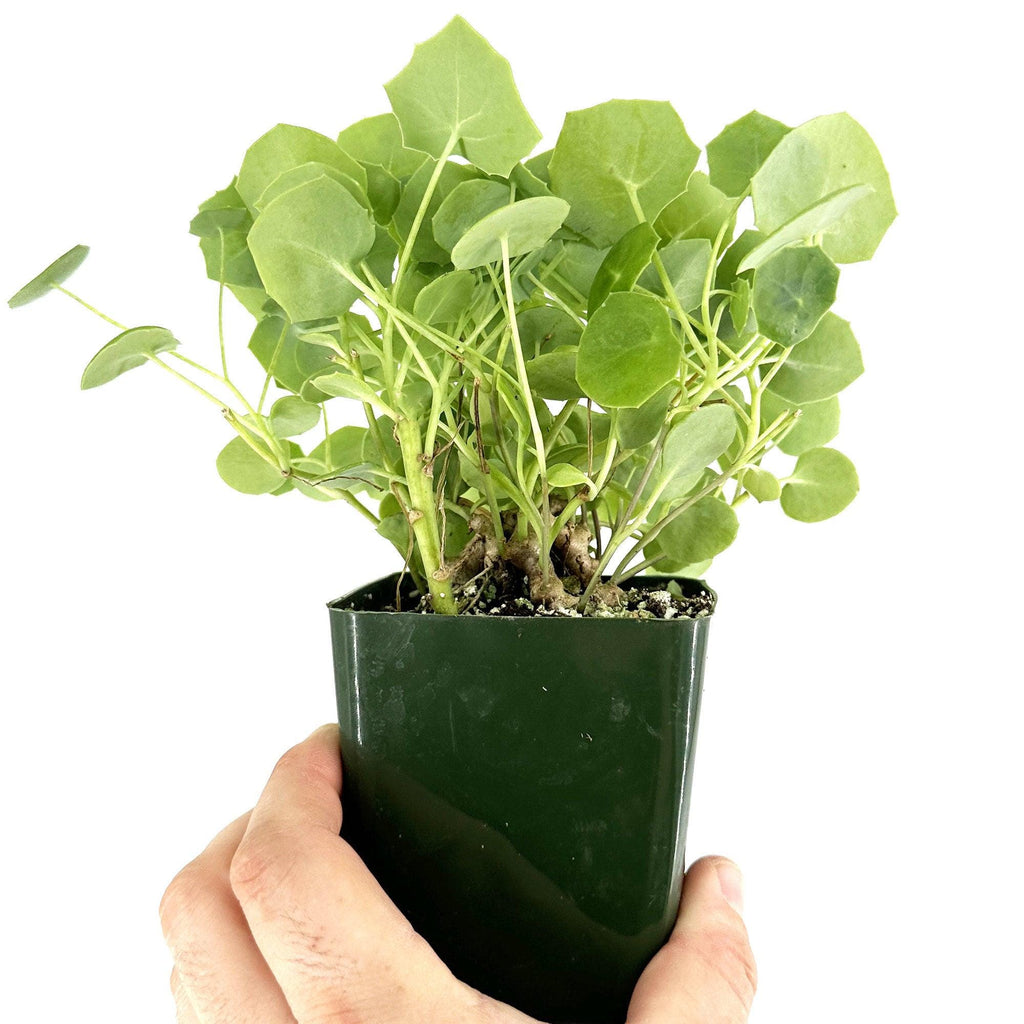 Senecio tropaeolifolius