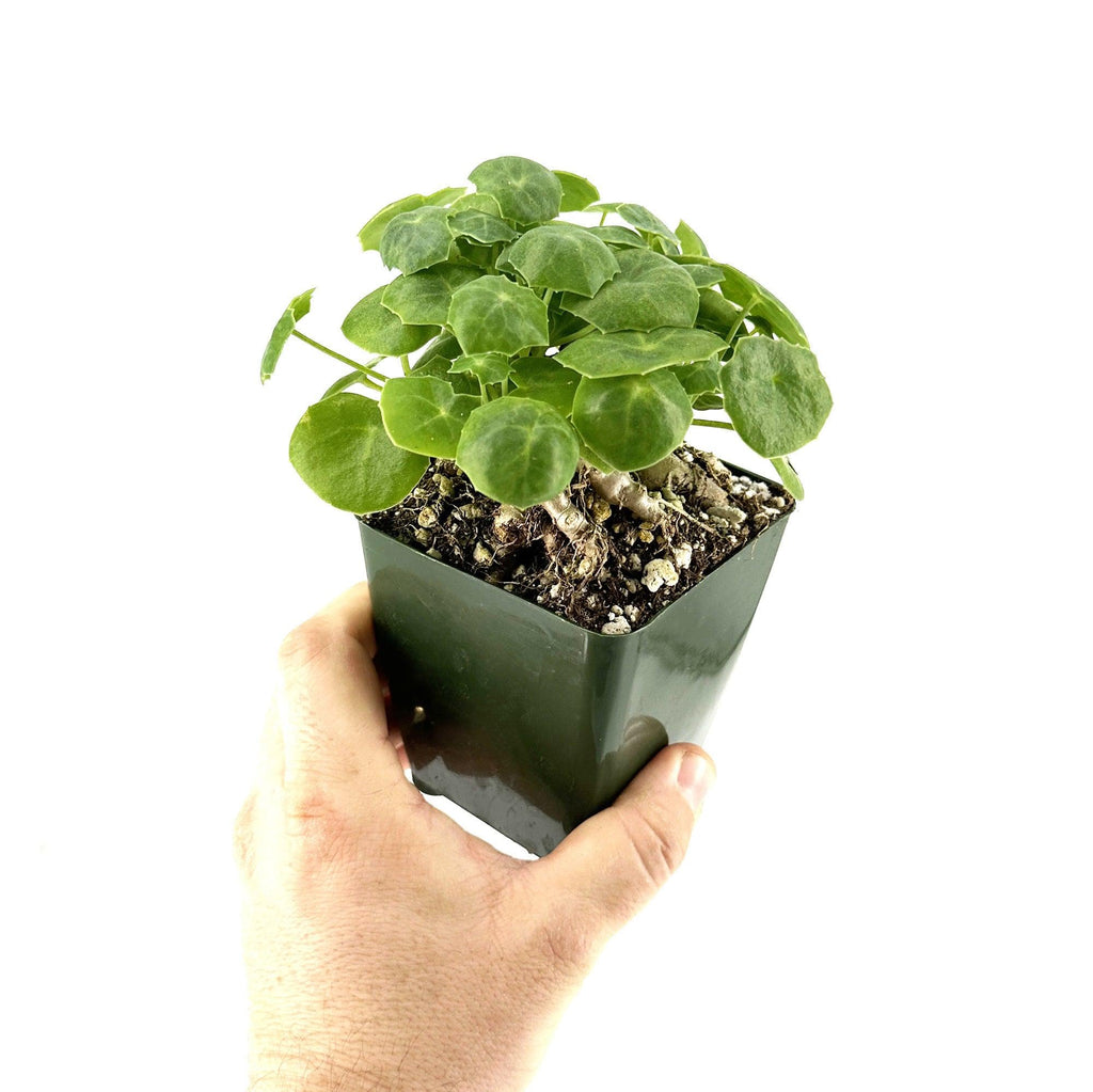 Senecio tropaeolifolius
