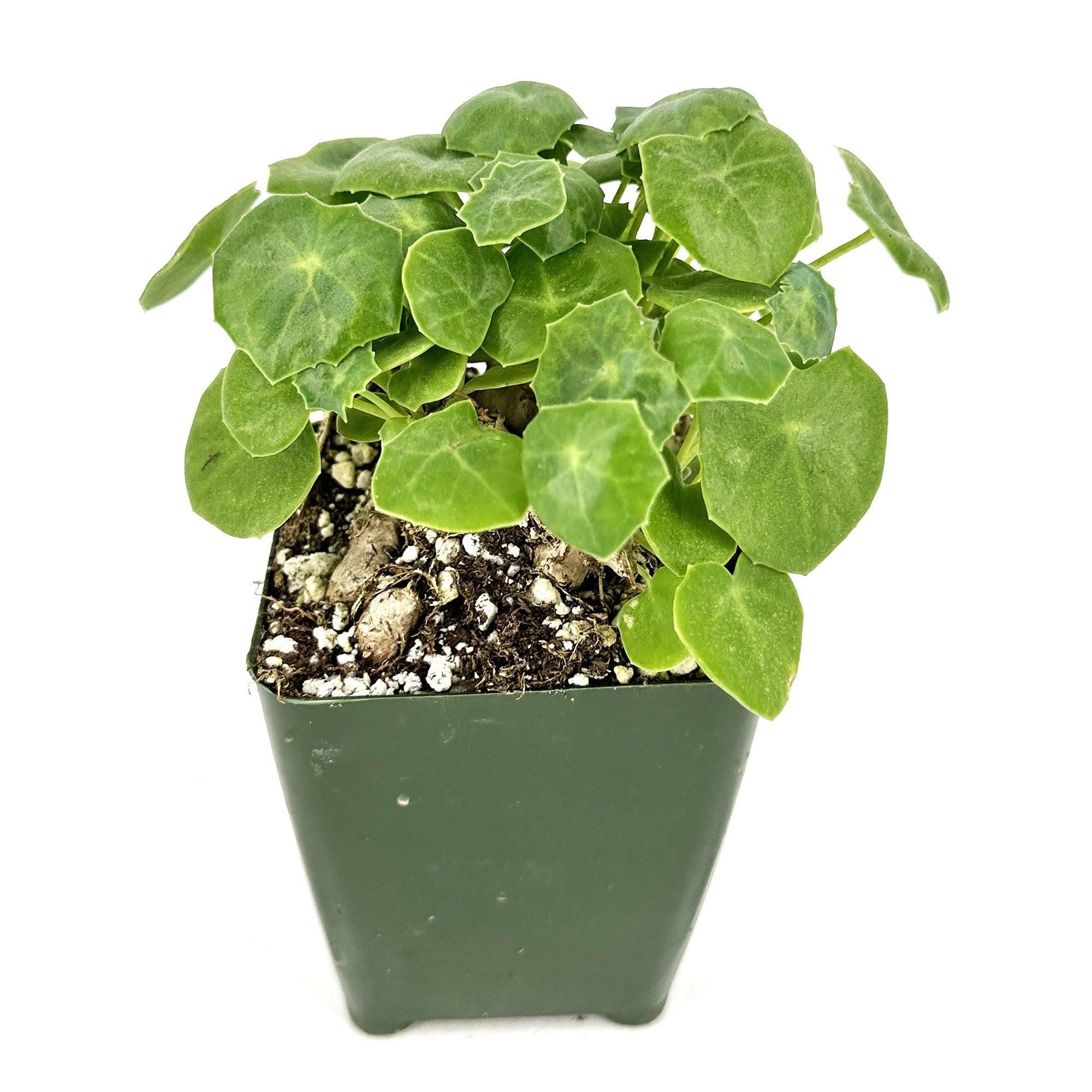 Senecio tropaeolifolius