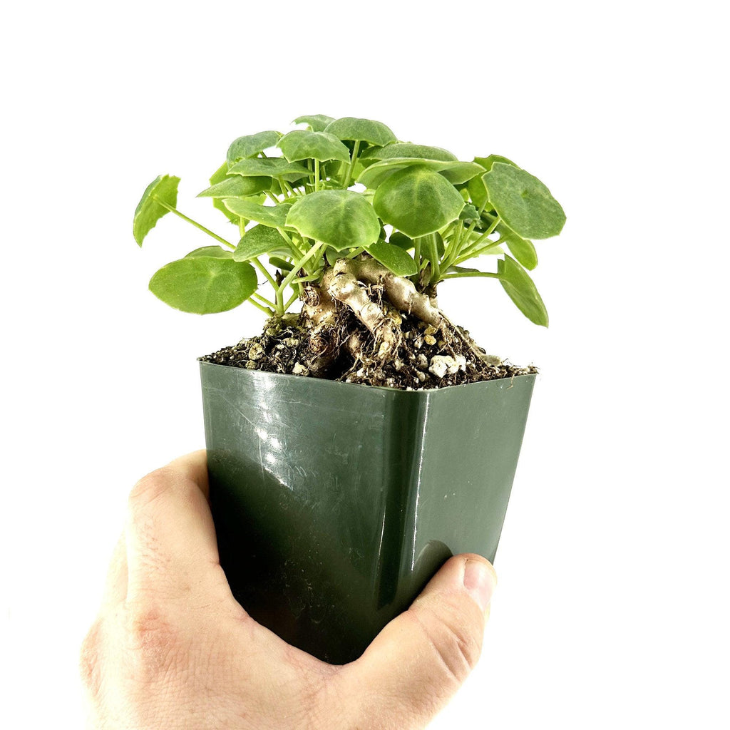 Senecio tropaeolifolius