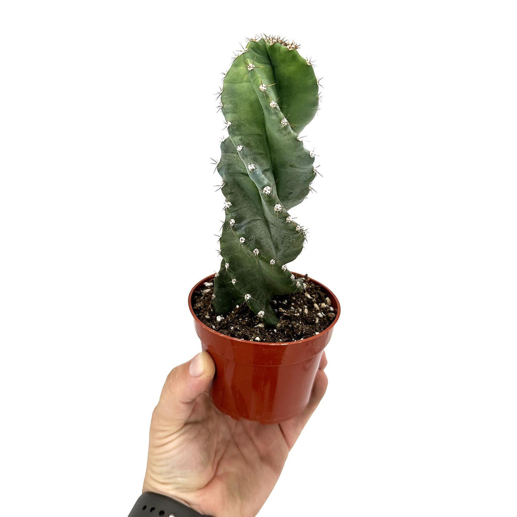 Cereus Forbesii 'Spiralis'