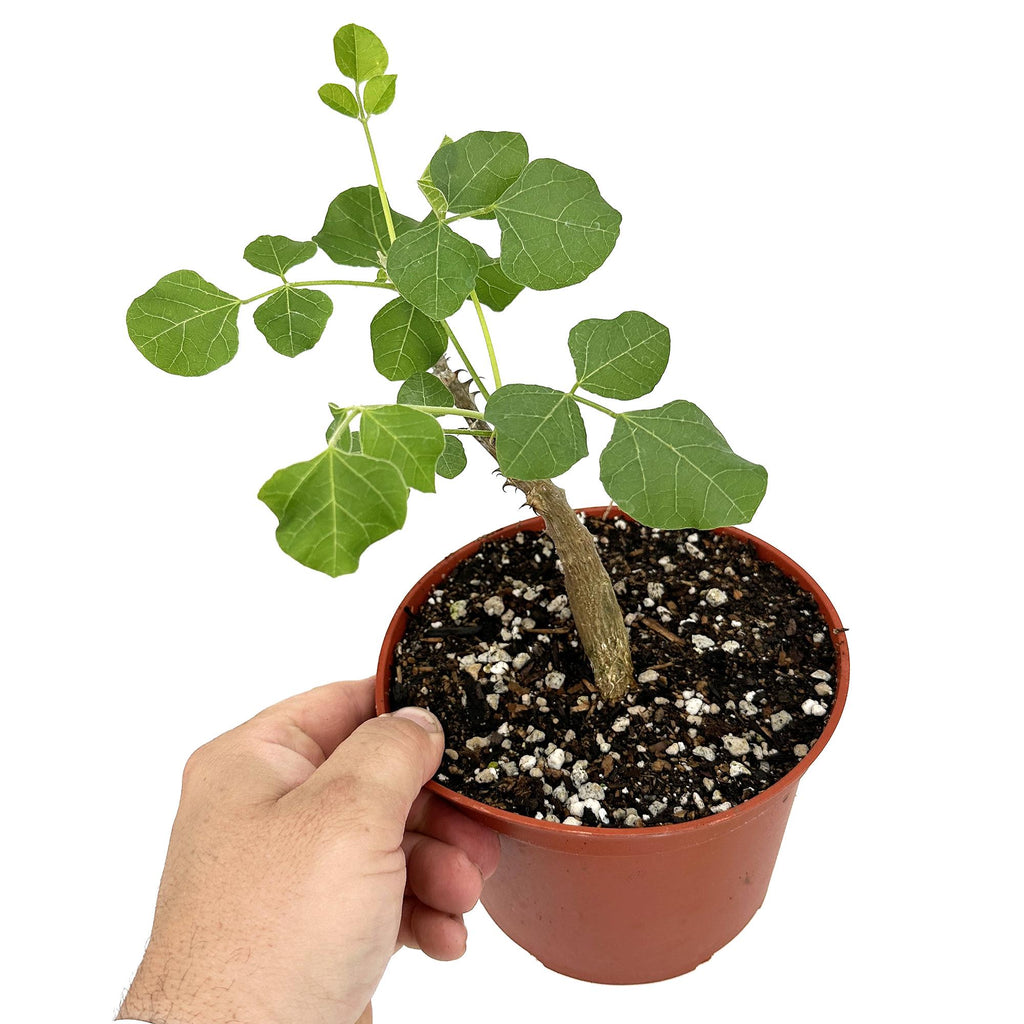 Erythrina melanacantha