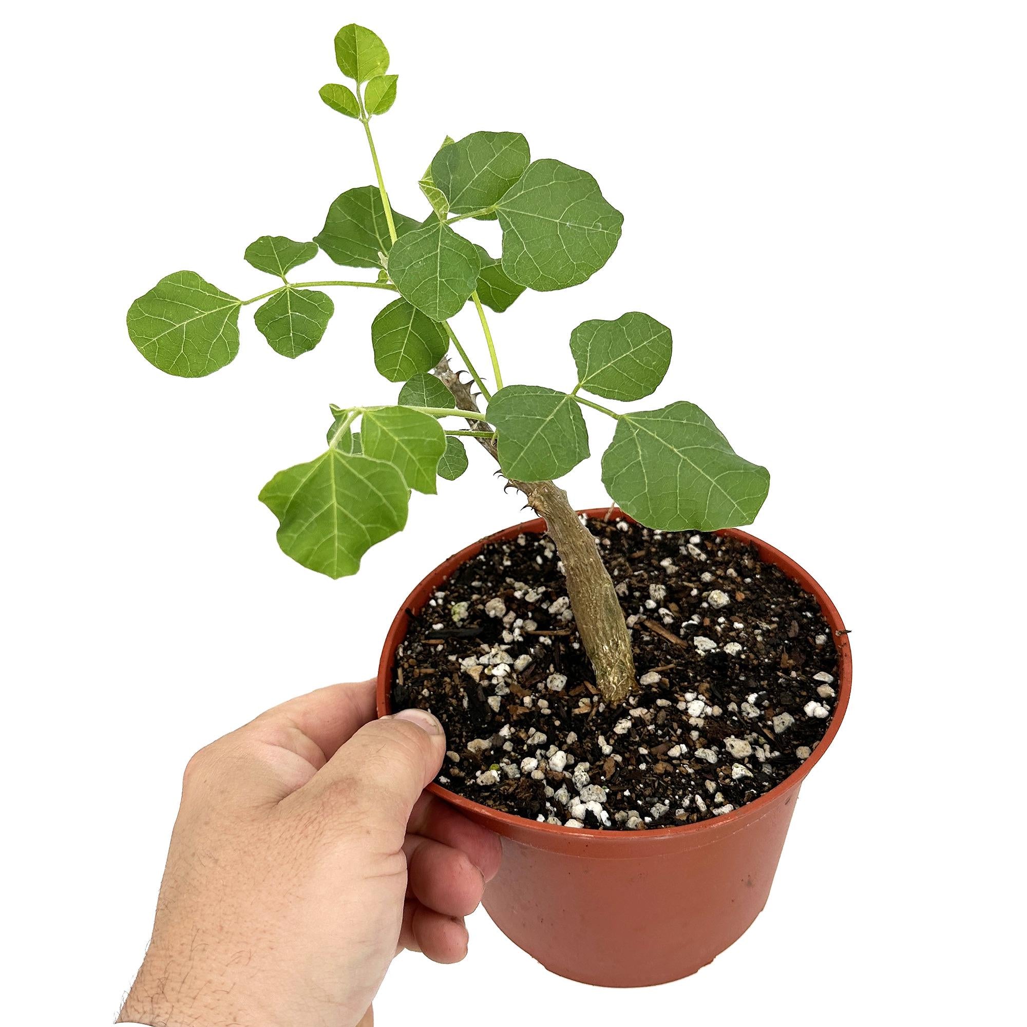 Erythrina melanacantha
