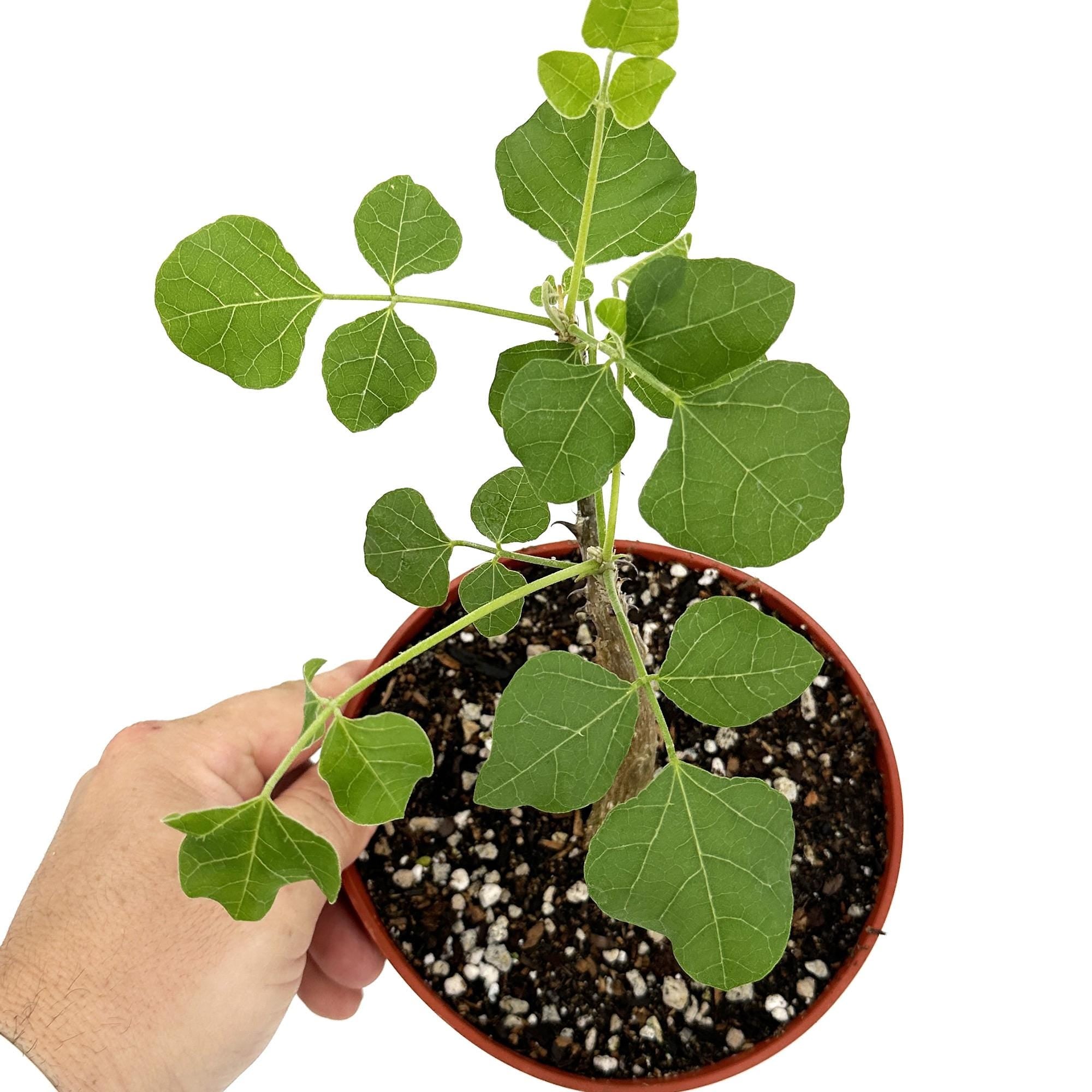 Erythrina melanacantha