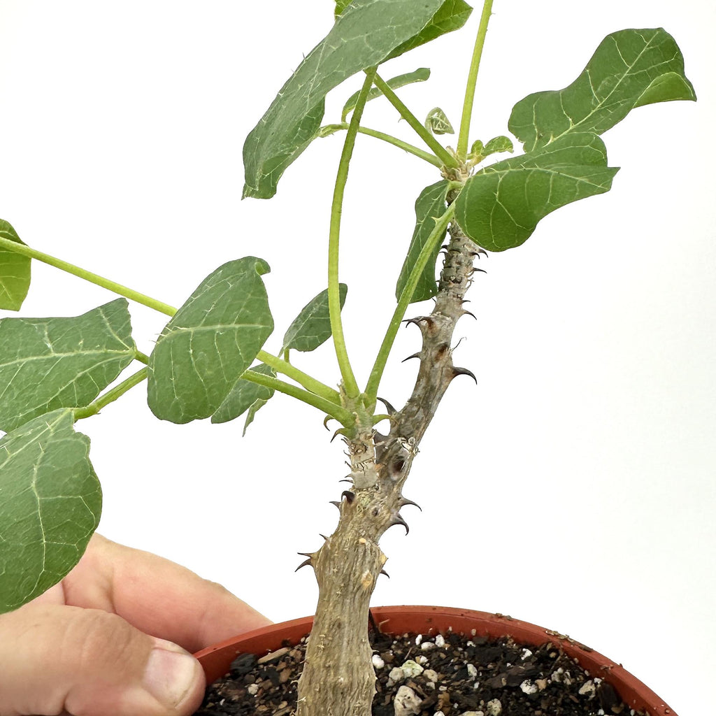 Erythrina melanacantha