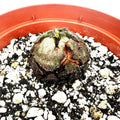 Dioscorea elephantipes 'Elephant's Foot'