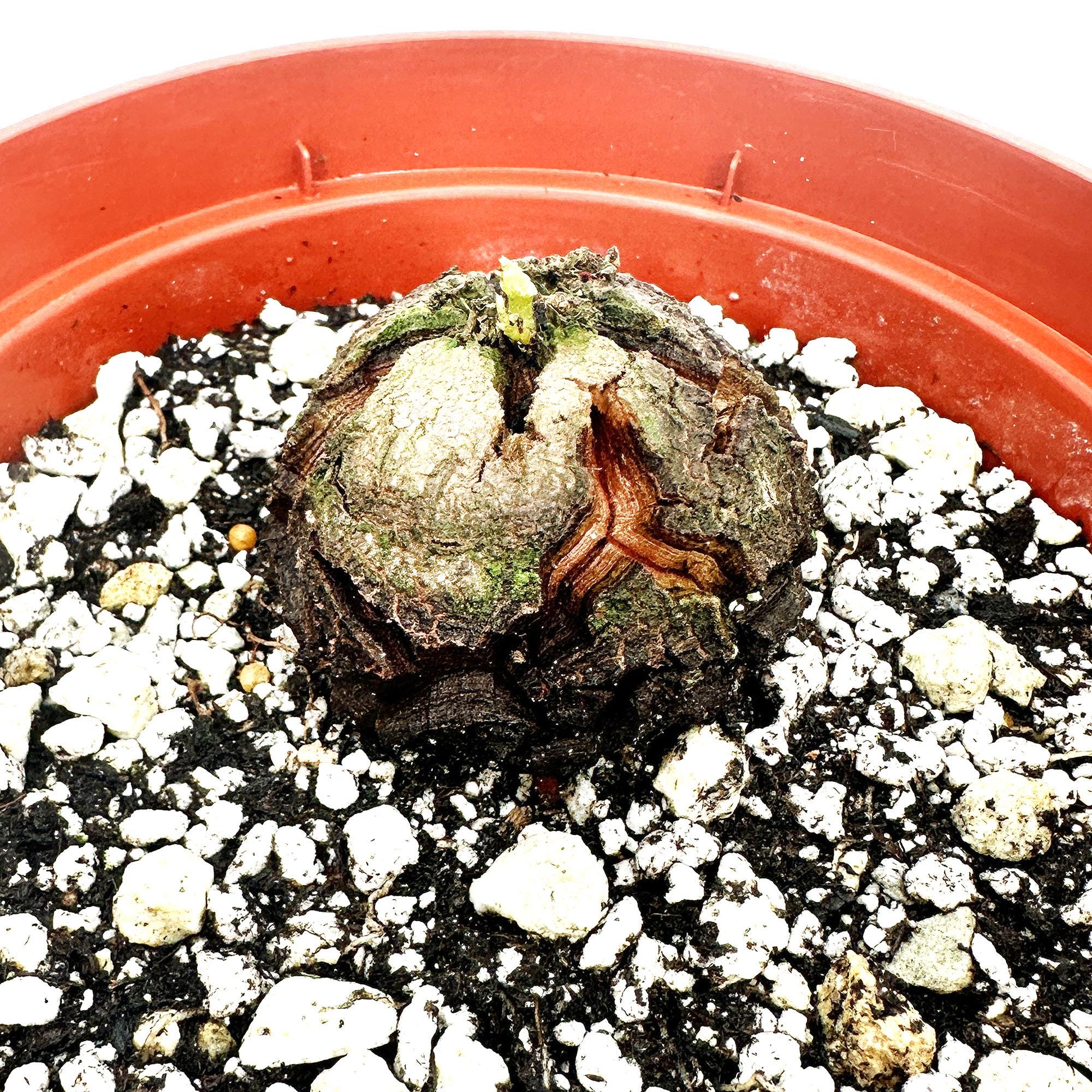 Dioscorea elephantipes 'Elephant's Foot'