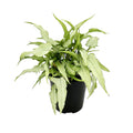 Syngonium podophyllum 'Silver Fox'
