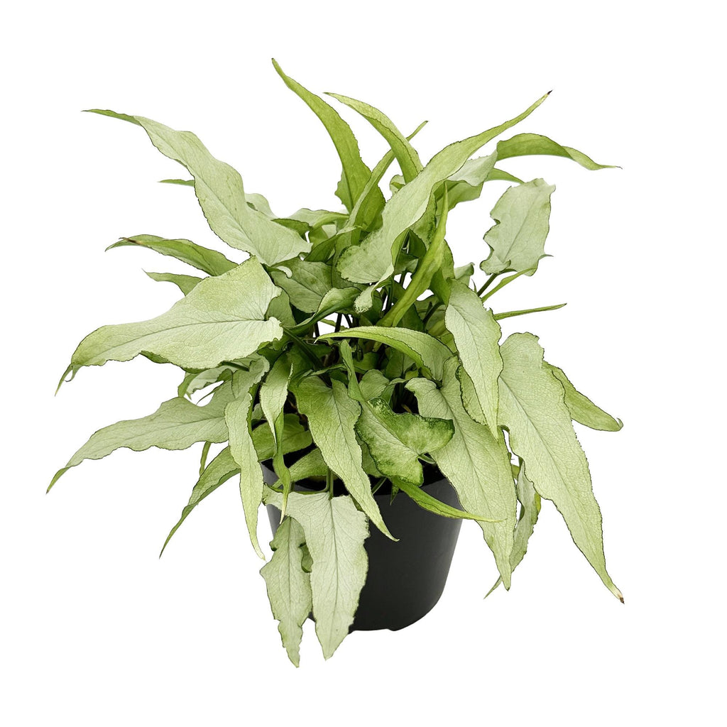 Syngonium podophyllum 'Silver Fox'