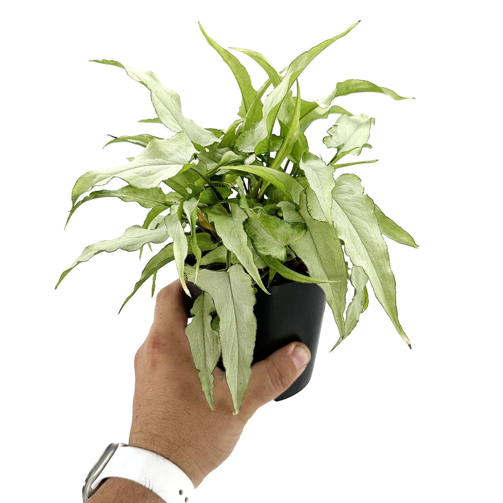 Syngonium podophyllum 'Silver Fox'