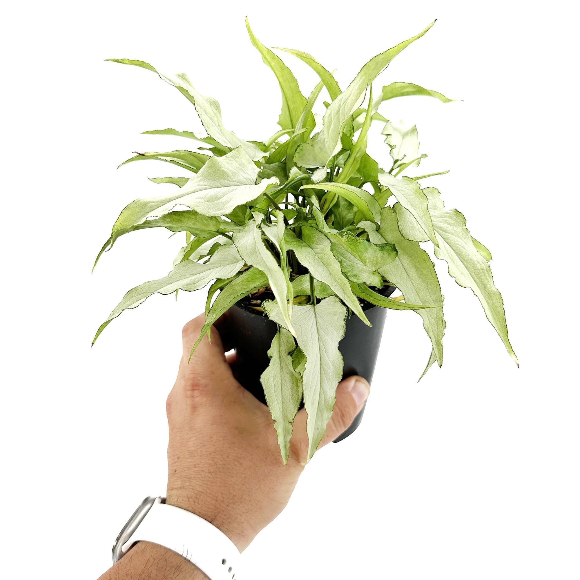 Syngonium podophyllum 'Silver Fox'