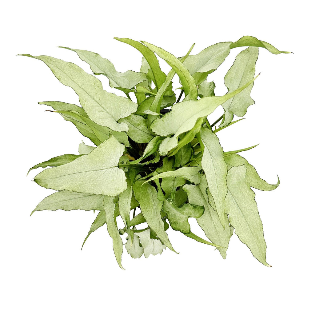 Syngonium podophyllum 'Silver Fox'
