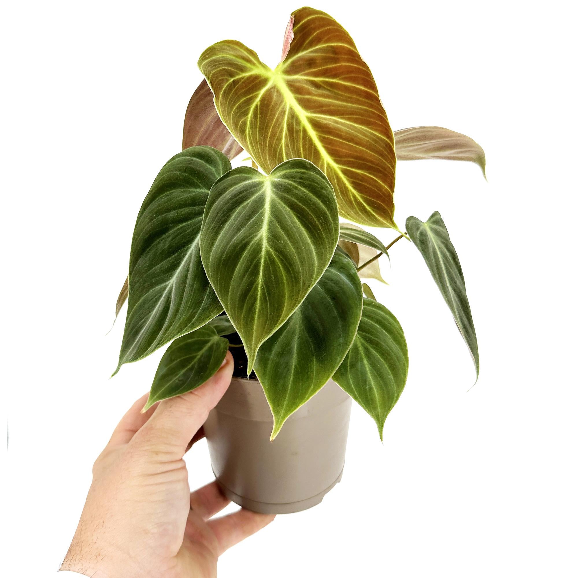 Philodendron 'El Choco Red'