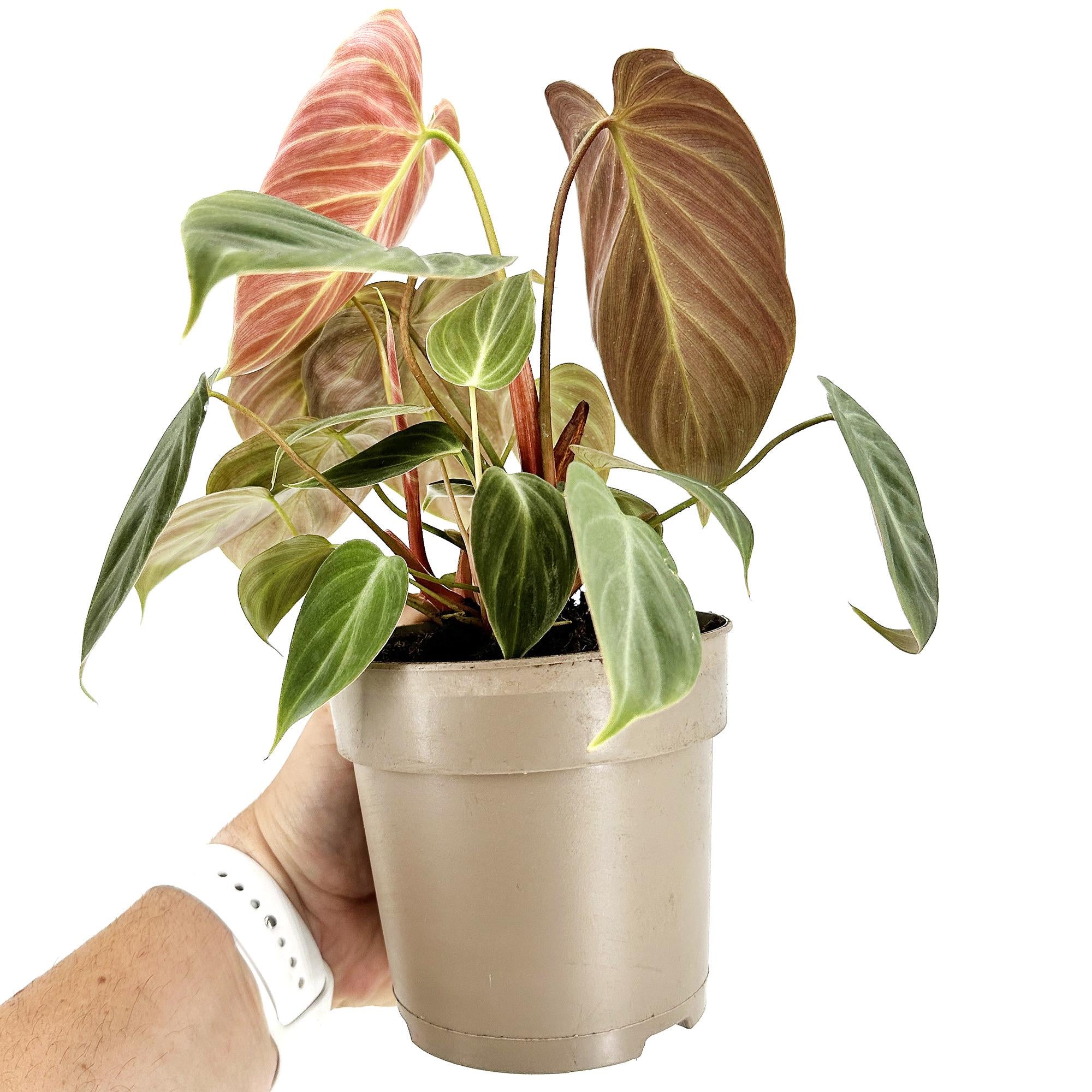 philodendron el choco red mature Philodendron 'El Choco Red' – SarahCotta Plants