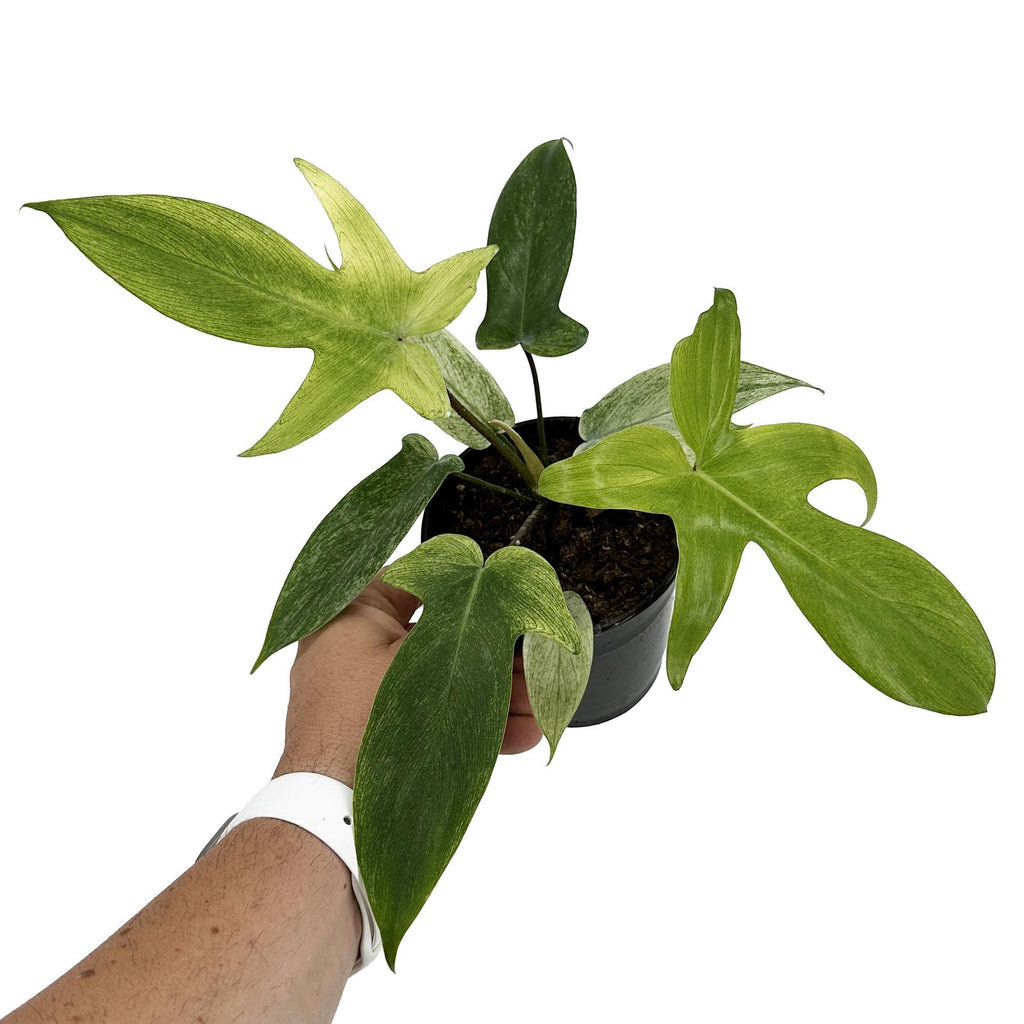Philodendron ‘Florida Ghost'