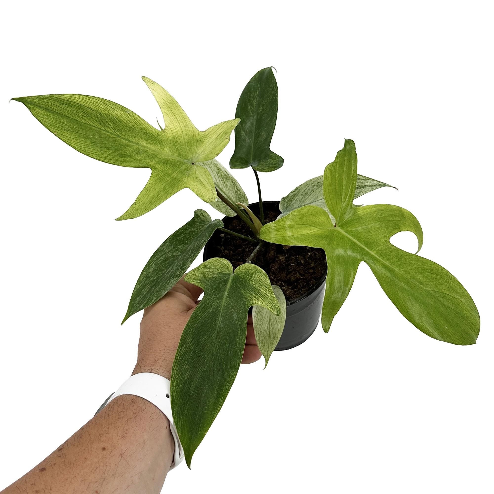 Philodendron ‘Florida Ghost'