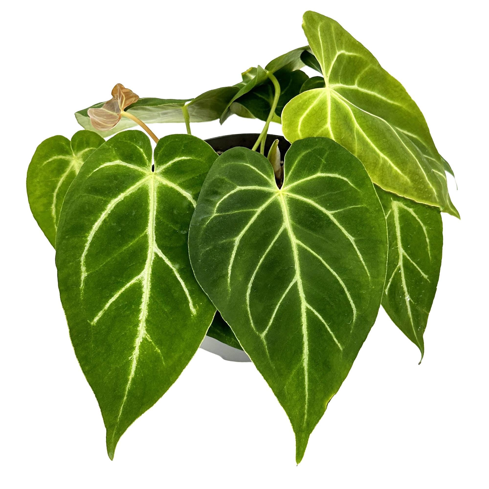 Anthurium magnificum
