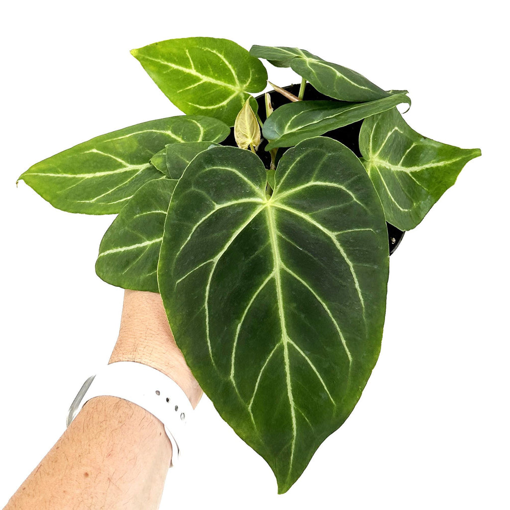 Anthurium magnificum