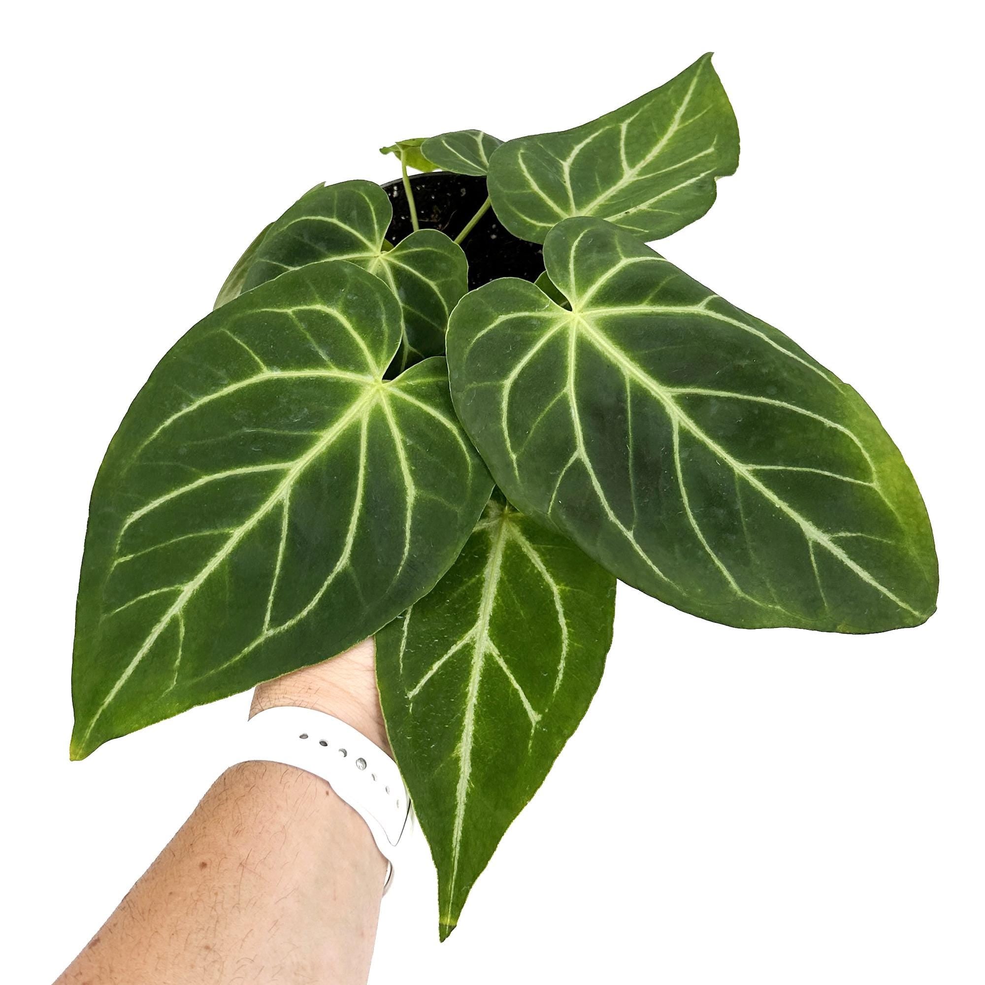 Anthurium magnificum