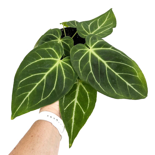 Anthurium magnificum