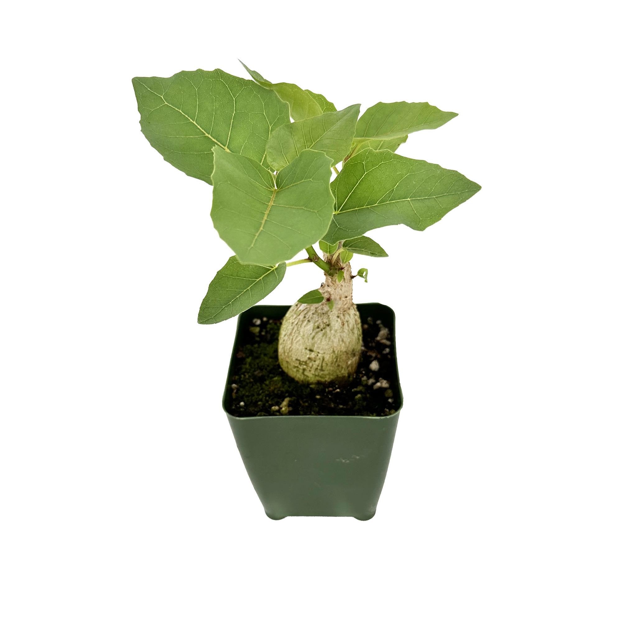 Ficus Palmeri