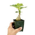 Ficus Palmeri