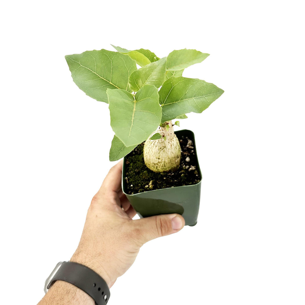 Ficus Palmeri