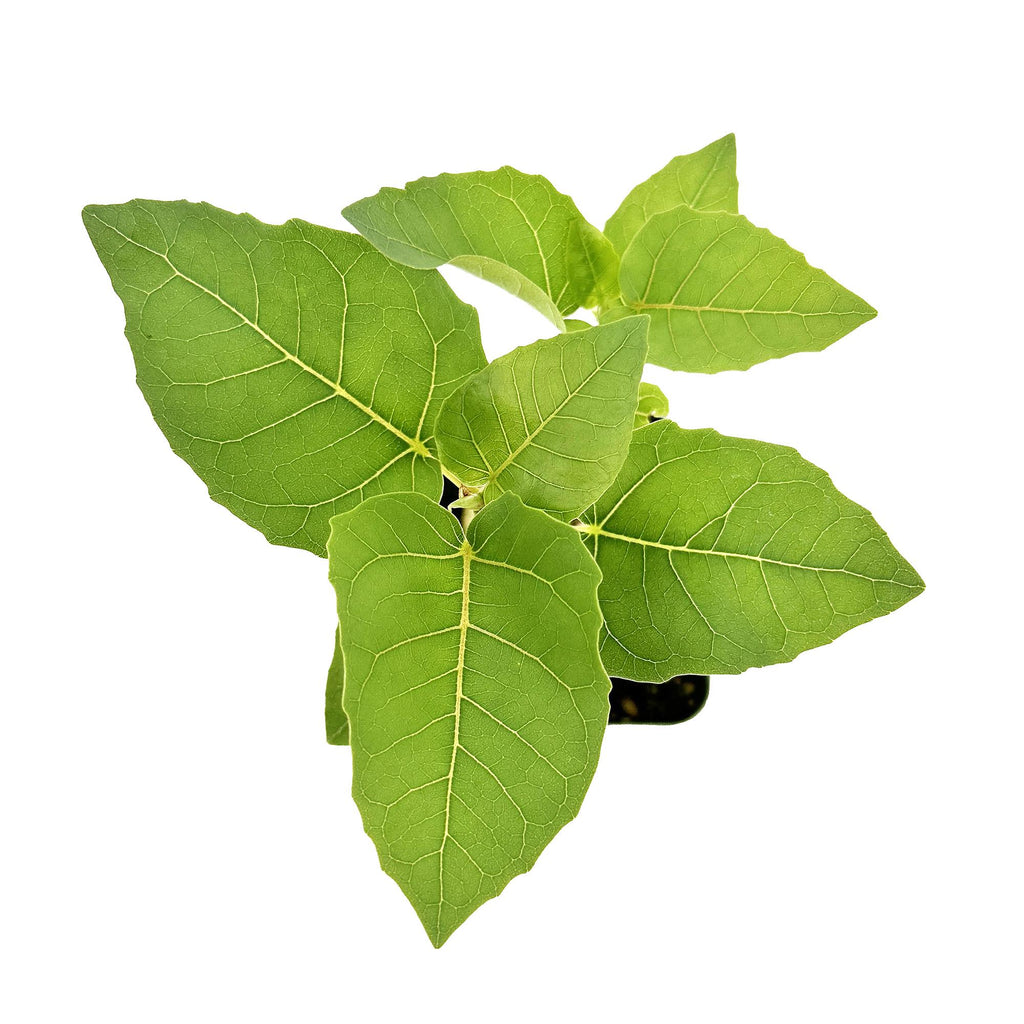 Ficus Palmeri