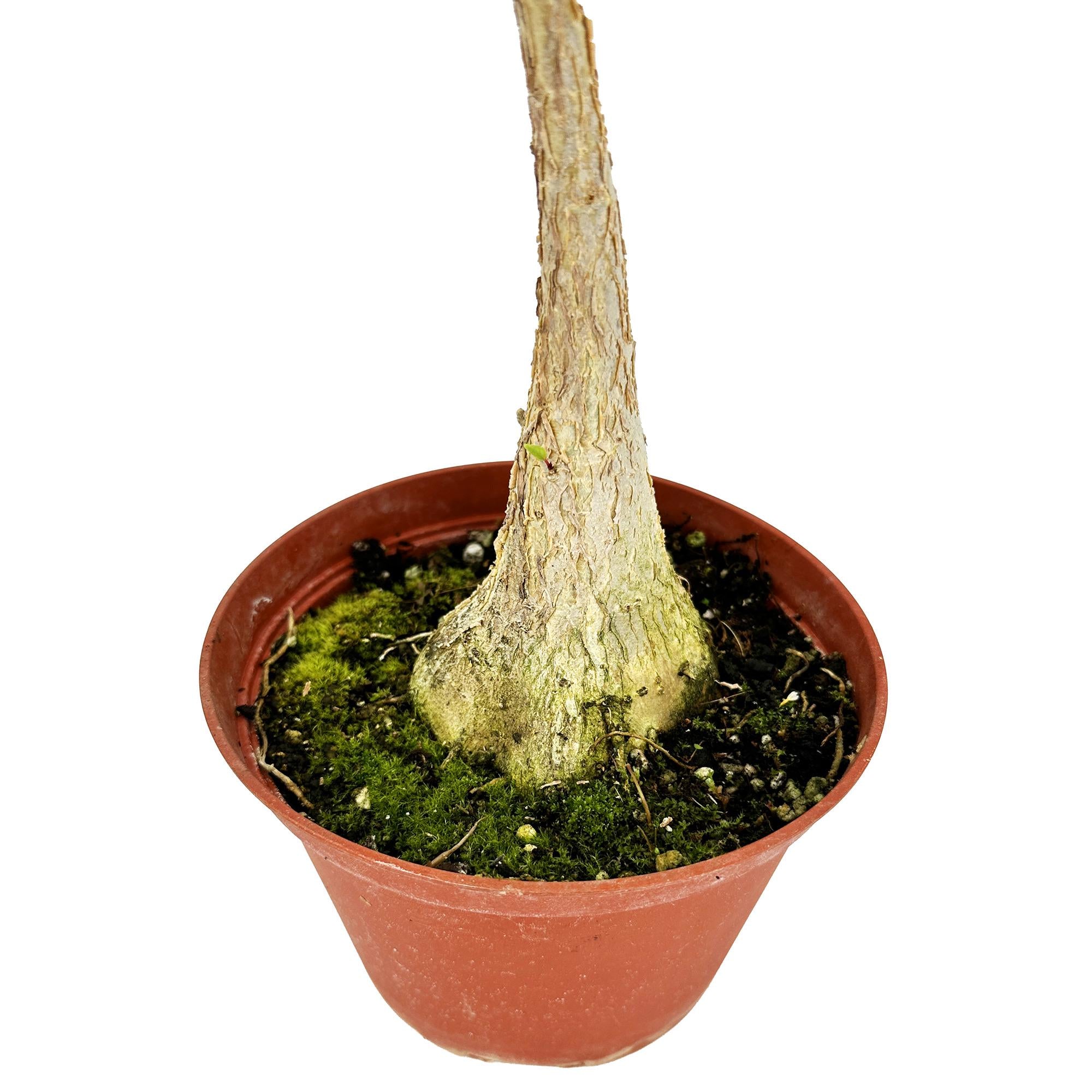 Ficus Palmeri