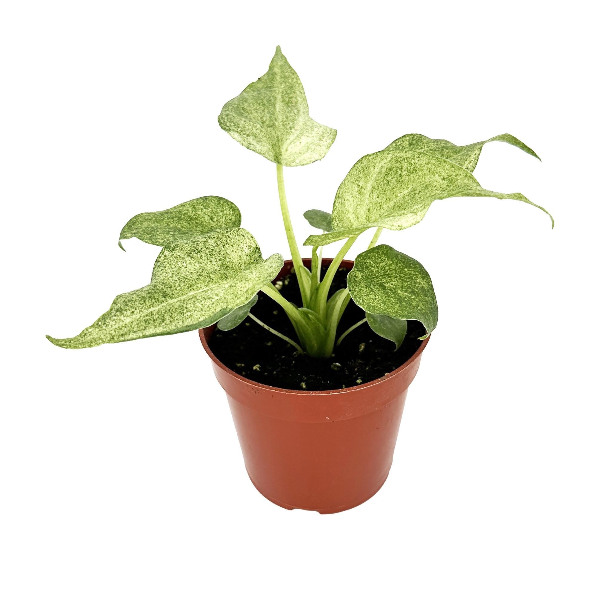 Alocasia cucullata 'Mint'