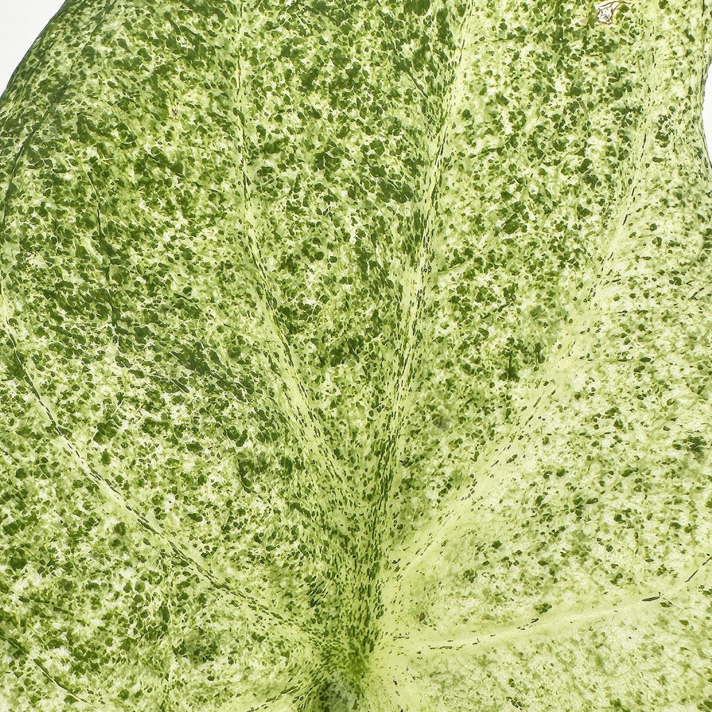 Alocasia cucullata 'Mint'