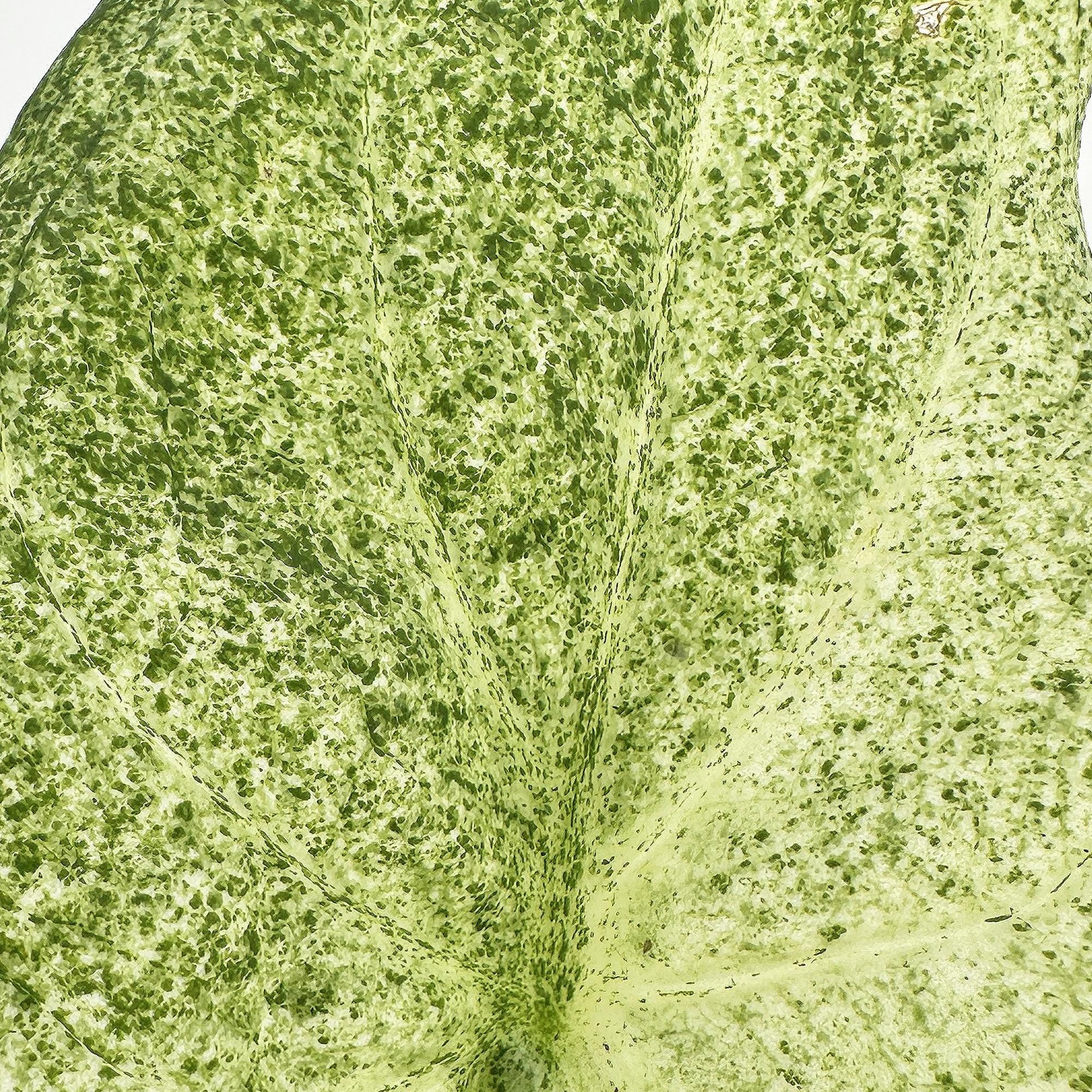 Alocasia cucullata 'Mint'