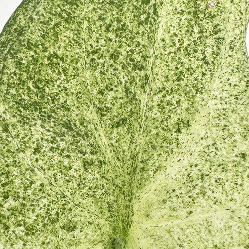 Alocasia cucullata 'Mint'