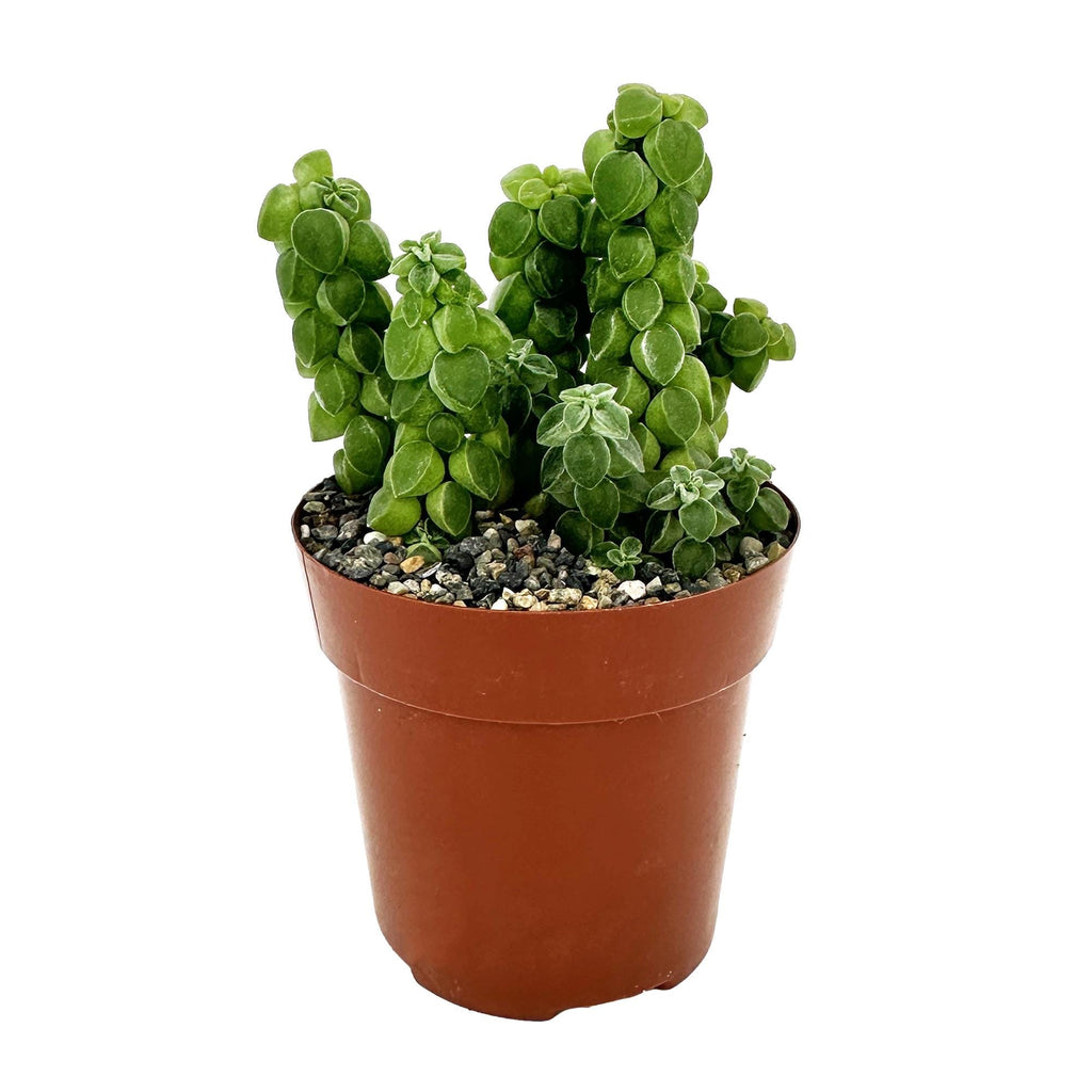 Peperomia columella