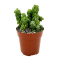 Peperomia columella