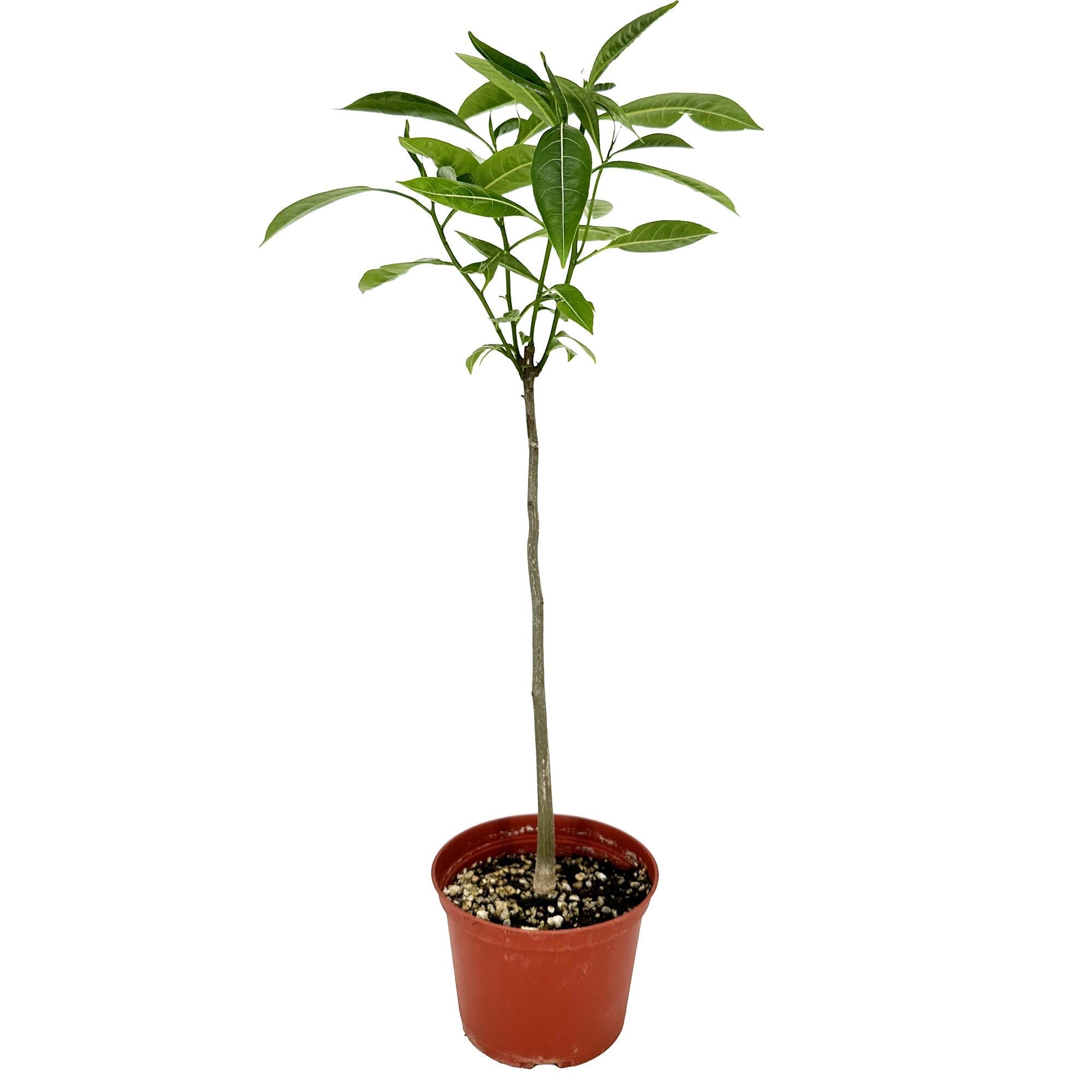 Adansonia madagascariensis 'Baobab Tree'