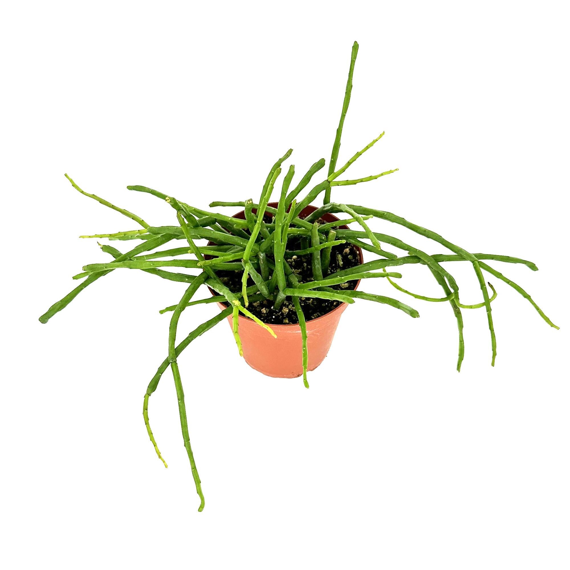 Rhipsalis paradoxa subsp. septentrionalis