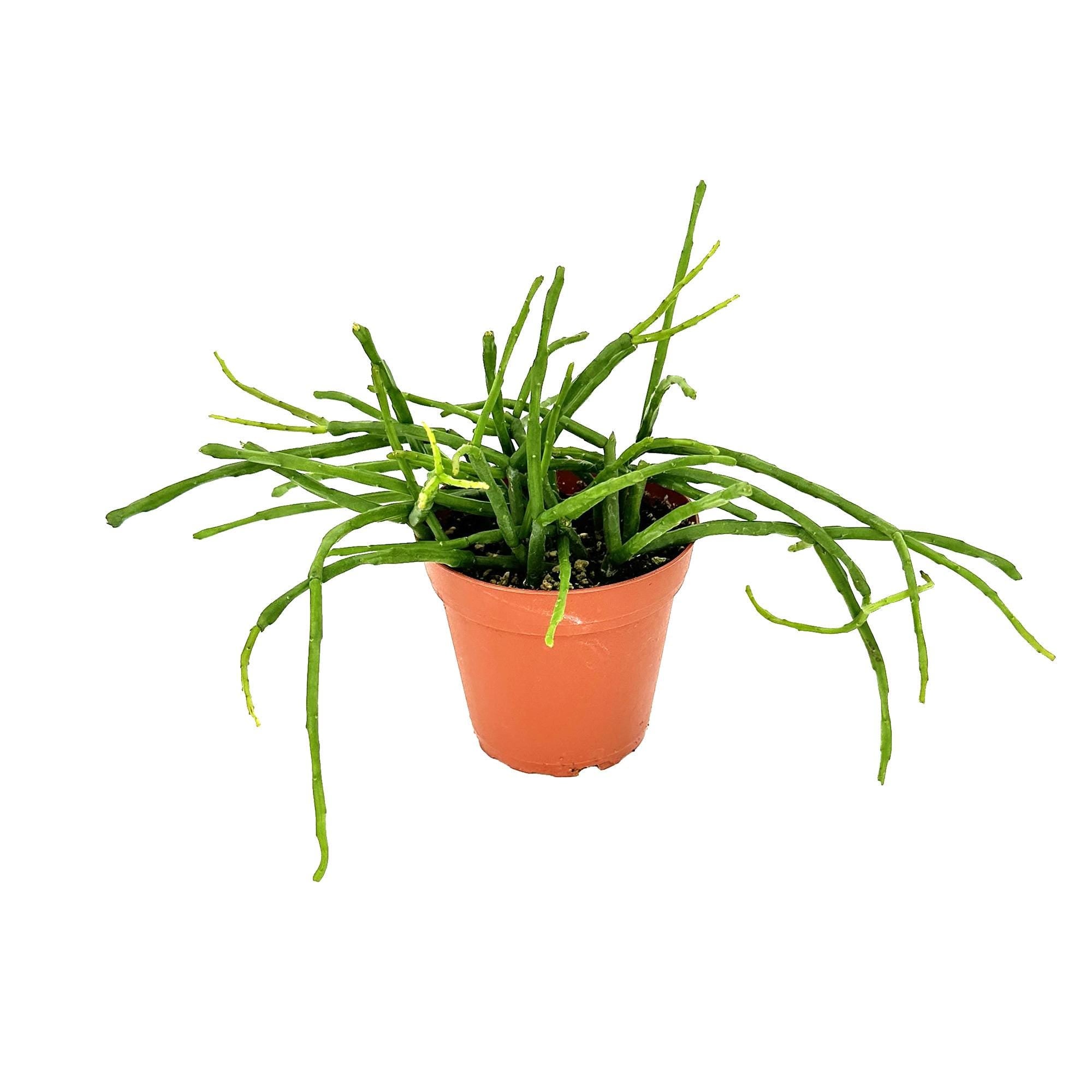Rhipsalis paradoxa subsp. septentrionalis
