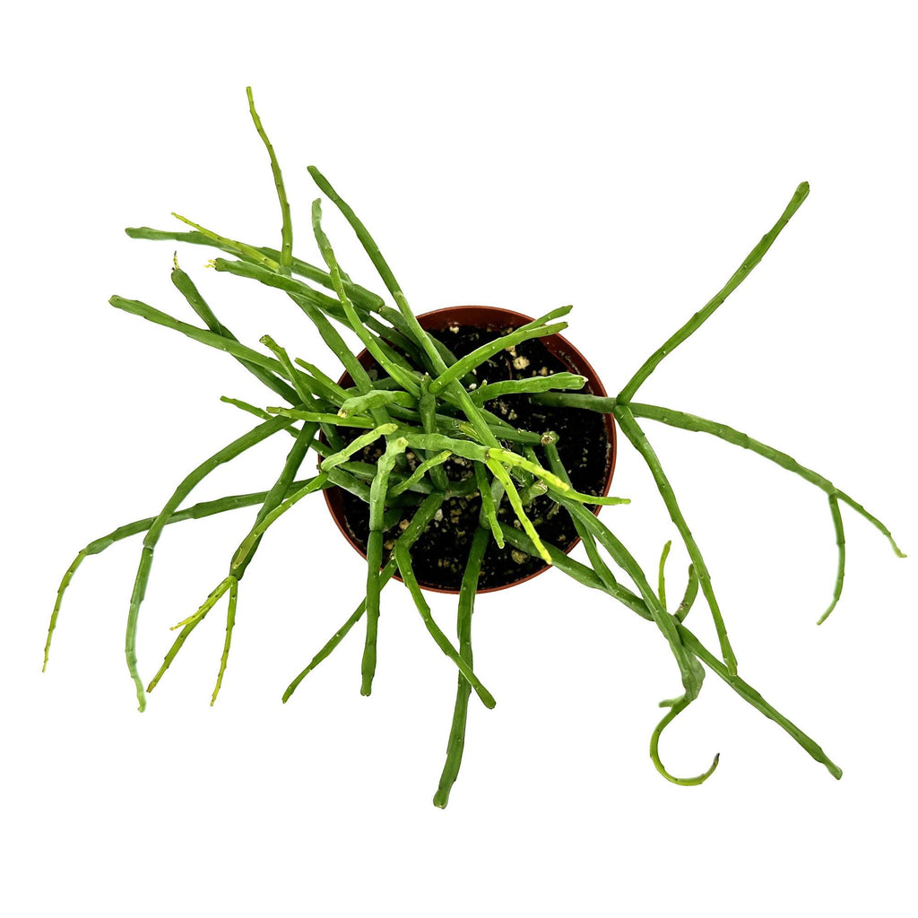Rhipsalis paradoxa subsp. septentrionalis