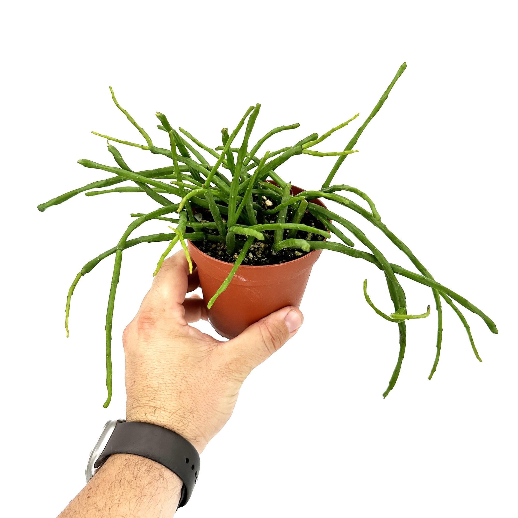 Rhipsalis paradoxa subsp. septentrionalis