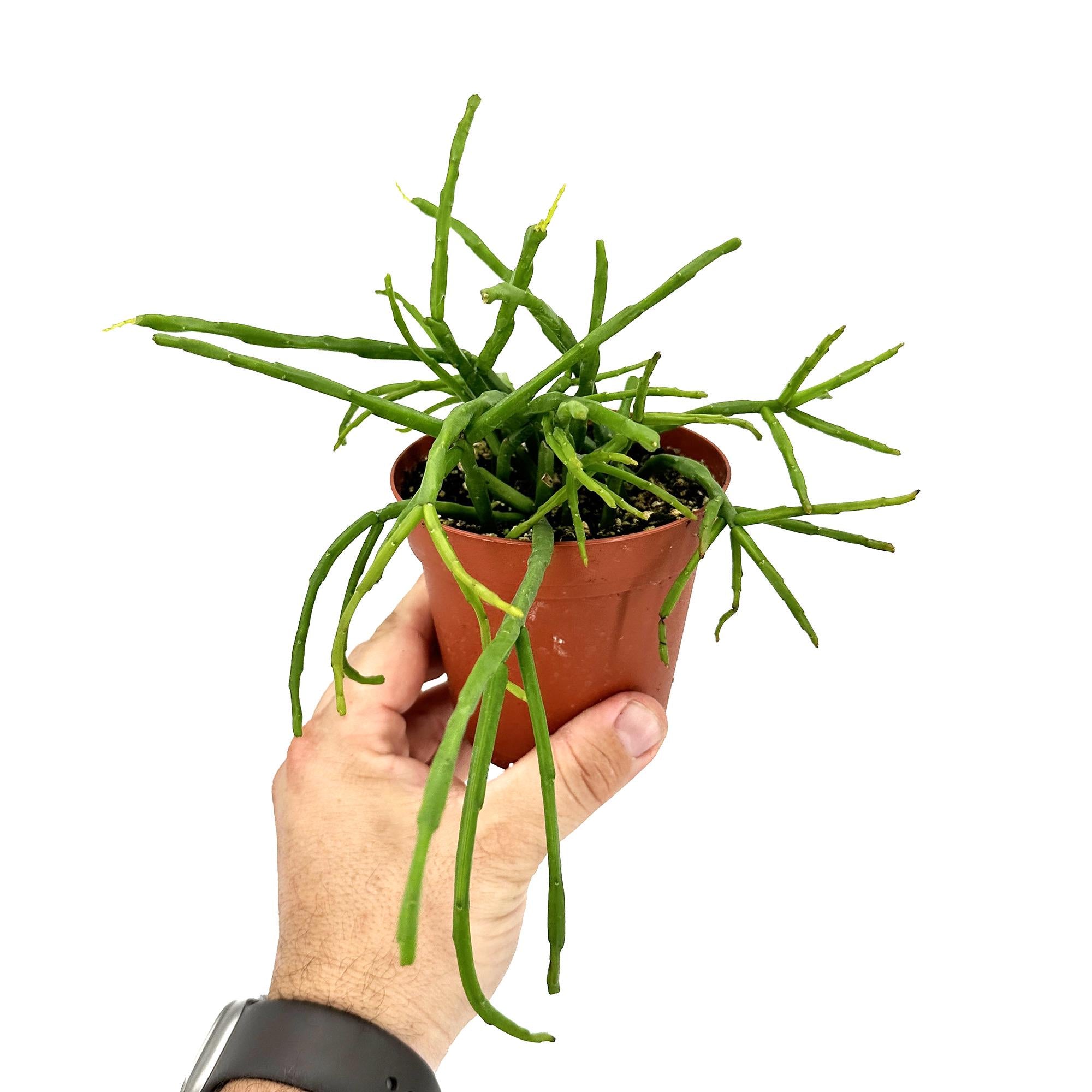 Rhipsalis paradoxa subsp. septentrionalis