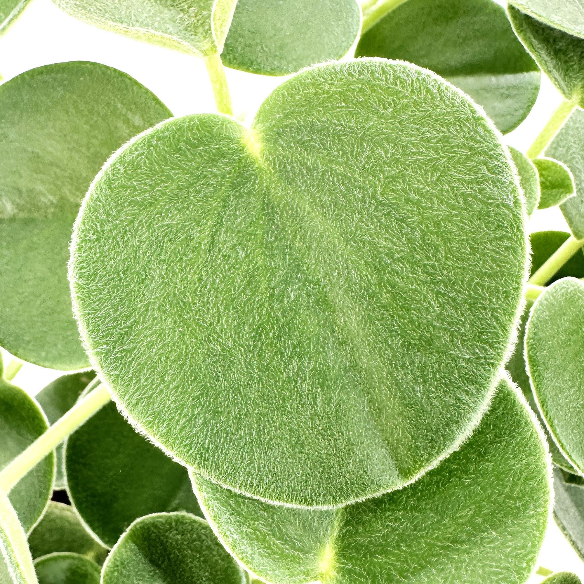 Peperomia incana 'Felted Peperomia'