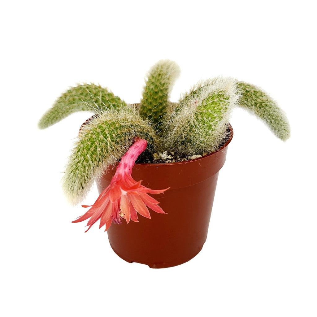 Hildewintera colademononis 'Monkey Tail Cactus'