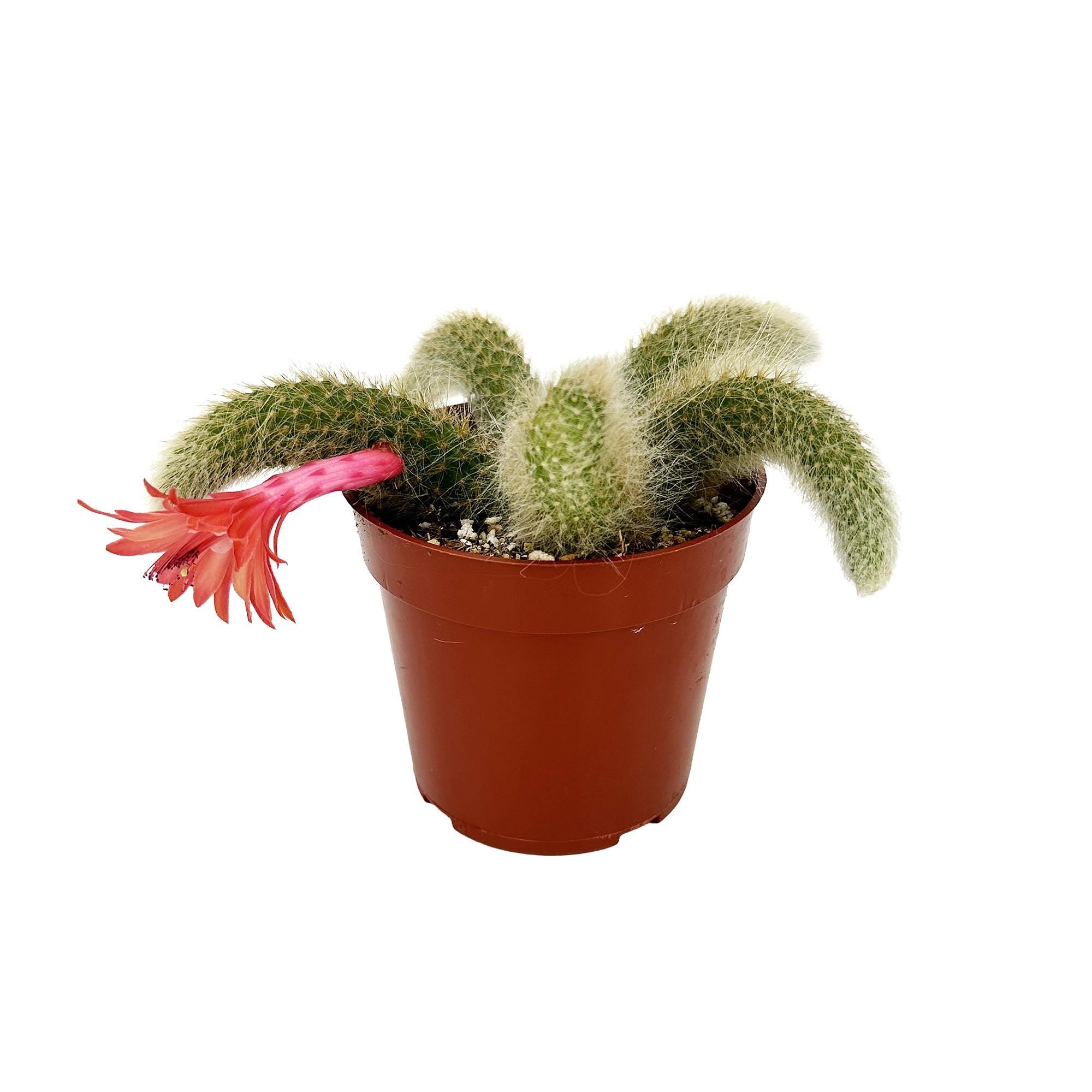 Hildewintera colademononis 'Monkey Tail Cactus'