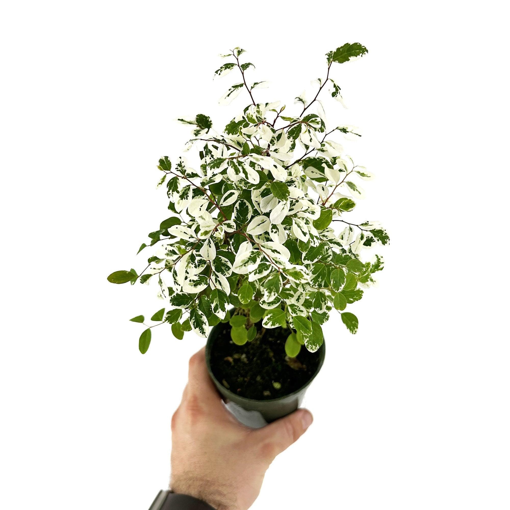 Breynia disticha ‘Snow Bush'